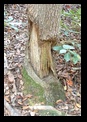 Beaver Eaten Tree