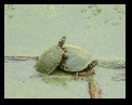 turtles in green pond