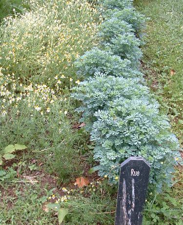 photo of Rue, Shaker Village of Pleasant Hill, Kentucy