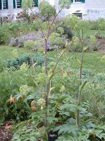 photo of garden