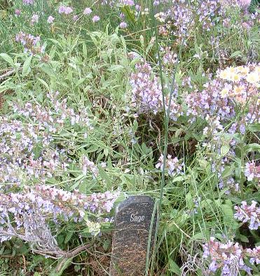 photo of Sage, Shaker Village of Pleasant Hill, Kentucy