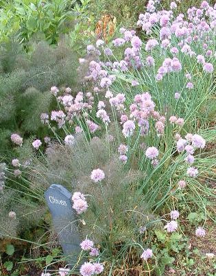 photo of chives, Shaker Village of Pleasant Hill, Kentucy