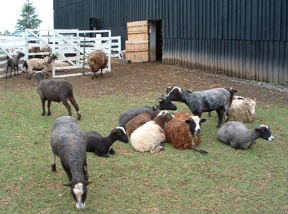 picture of Sheep, Shaker Village of Pleasant Hill, Kentucky