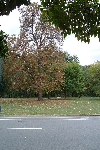 photo of Central Park, NYC