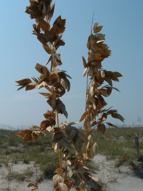 Huntington Beach State Park, SC