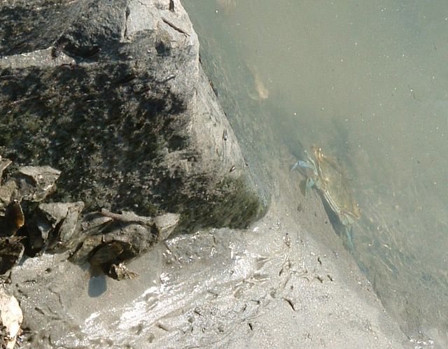 Crab, Huntington Beach State Park