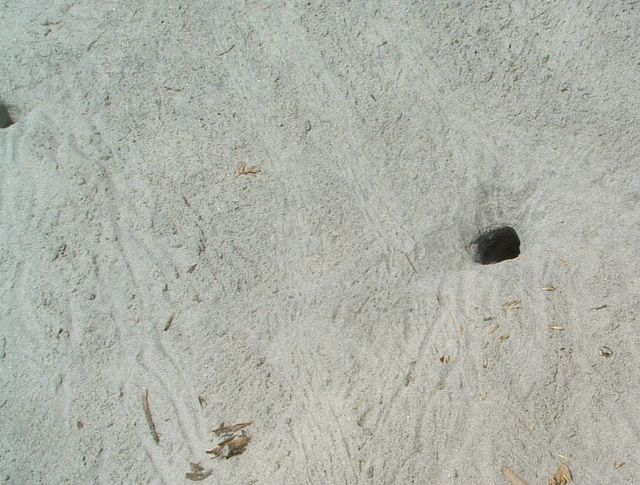 Huntington Beach State Park