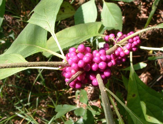 berries