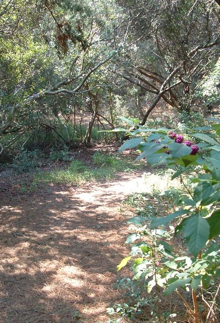 Sandpiper Pond Nature Trail, SC