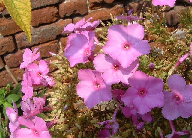 photo of flowers