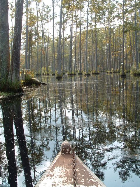 photo of Cypress Swamp