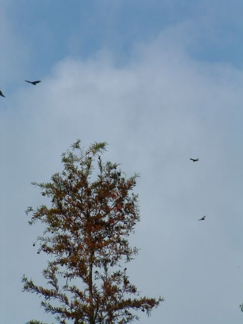 photo of birds