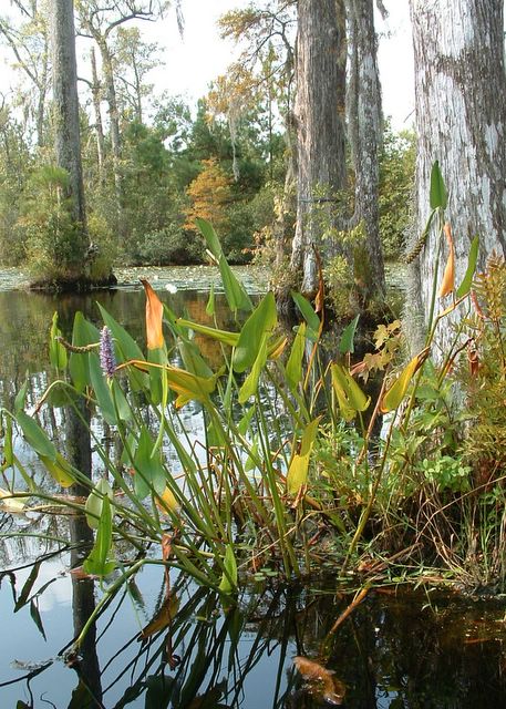 photo of cypress trees
