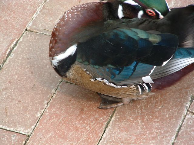 photo of a duck