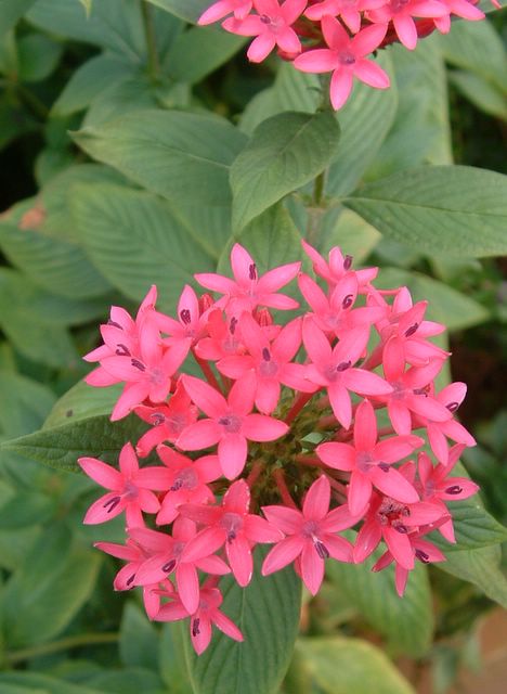 pinks flowers, Cypress Gardens