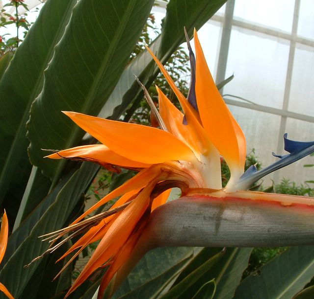 orange flower, Cypress Gardens