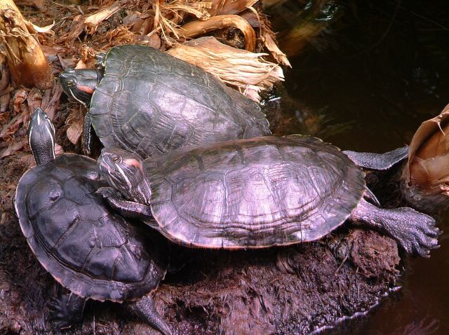 photo of fish at Cypress Gardens