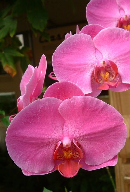 photo of orchids at Cypress Gardens