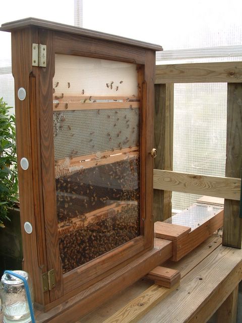photo of bee hive at Cypress Gardens