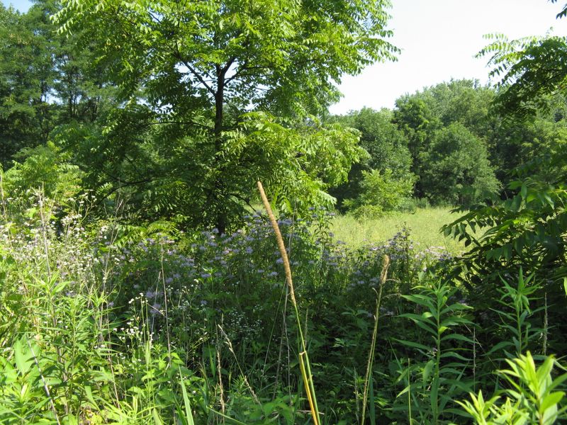 photo of Forest Glen Preserve