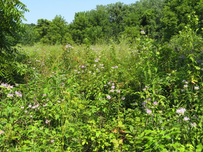 photo of Forest Glen Preserve