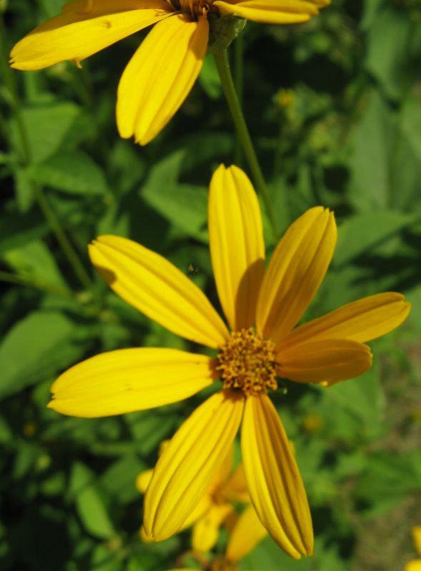 photo of Forest Glen Preserve