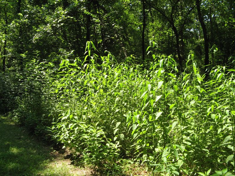 photo of Forest Glen Preserve