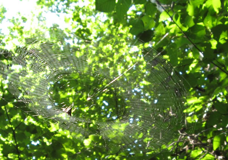 photo of spider web in Forest Glen Preserve