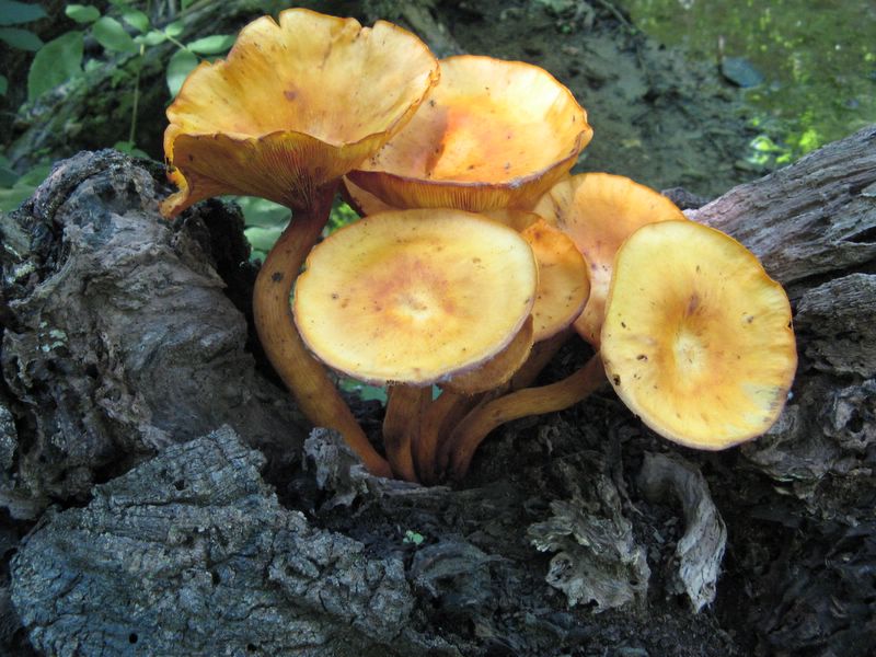 photo of Forest Glen Preserve