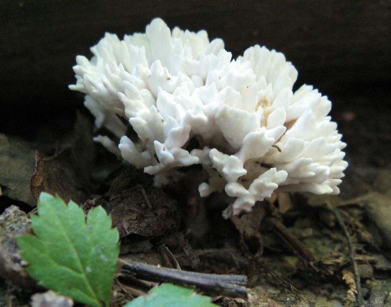 photo of Forest Glen Preserve