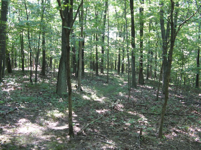 photo of Forest Glen Preserve