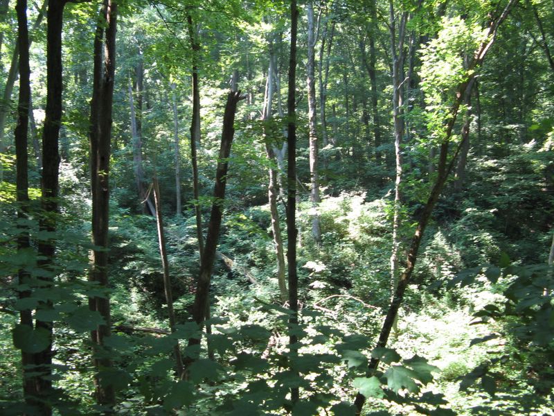 photo of Forest Glen Preserve