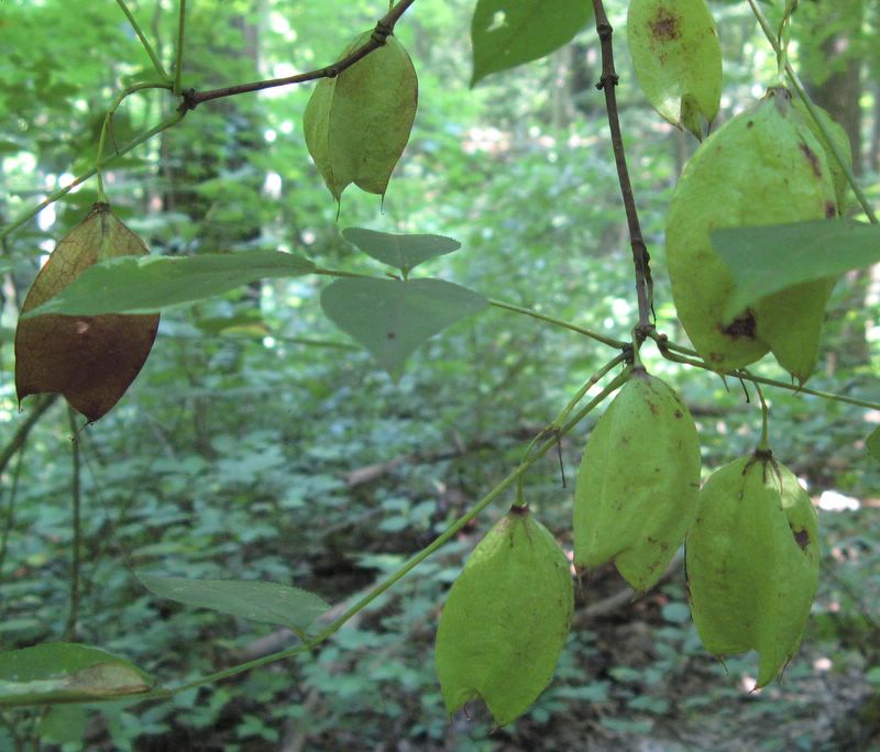 photo of Forest Glen Preserve