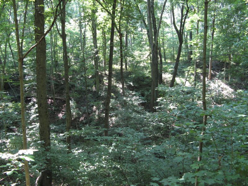 photo of Forest Glen Preserve