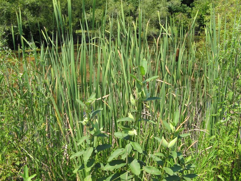 photo of Forest Glen Preserve
