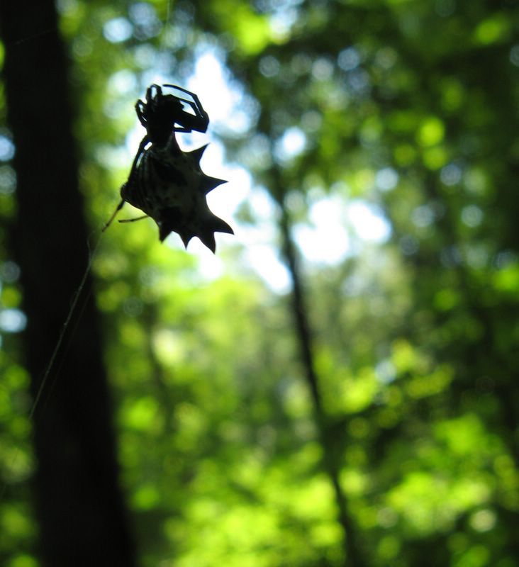 photo of Forest Glen Preserve