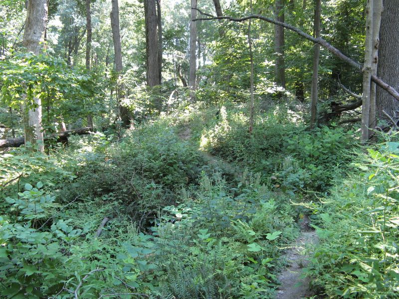 photo of Forest Glen Preserve