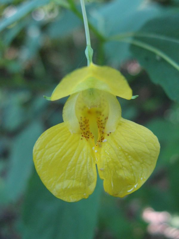 picture of yellow flower in Parfrey's Glen Nature Area