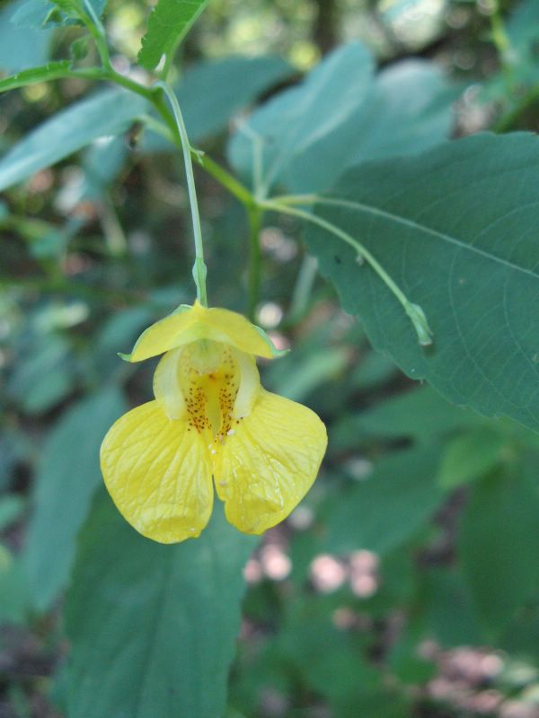 picture of yellow flower in Parfrey's Glen Nature Area