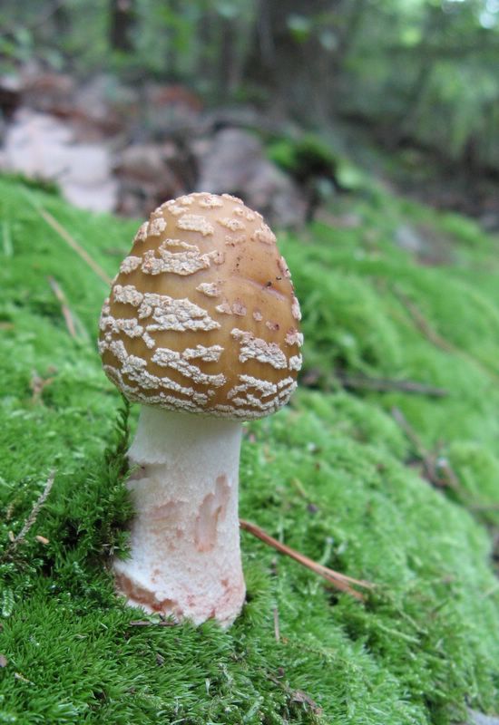 Mushroom - Rocky Gap State Park