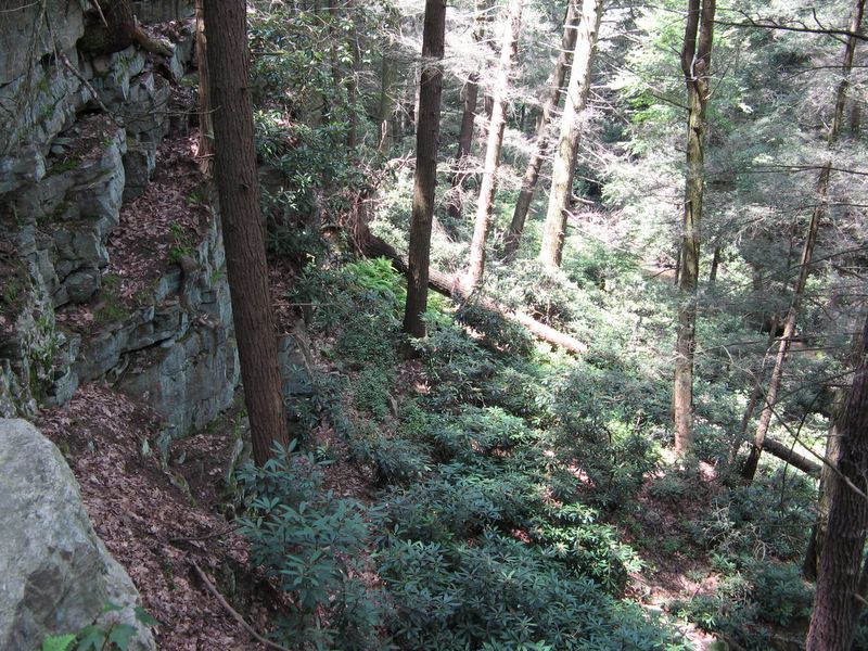 Trees and rocks - Rocky Gap State Park