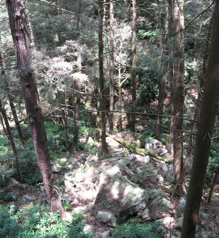 forest trail - Rocky Gap State Park