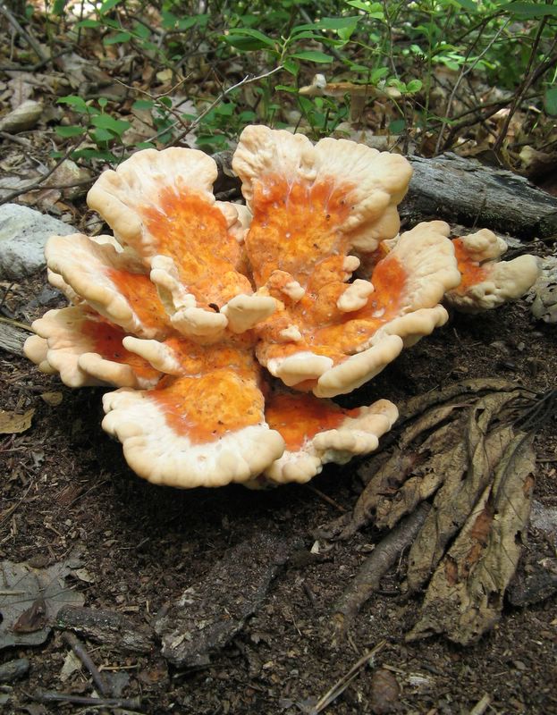 Mushroom - Rocky Gap State Park