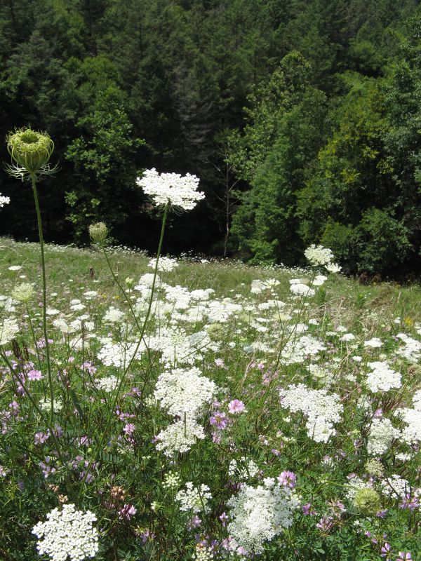 wildflower meadow - Rocky Gap State Park