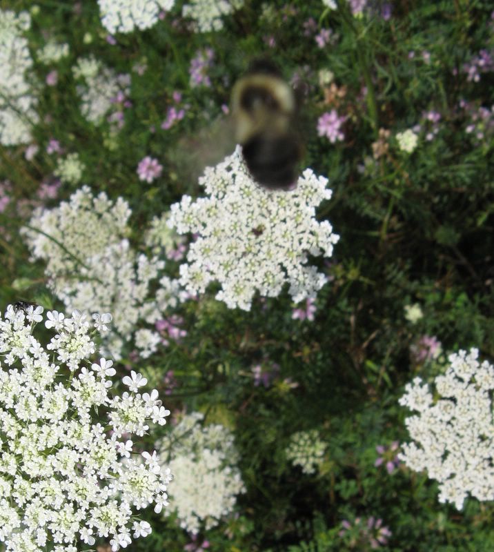 bee in foreground (out of focus) - Rocky Gap State Park