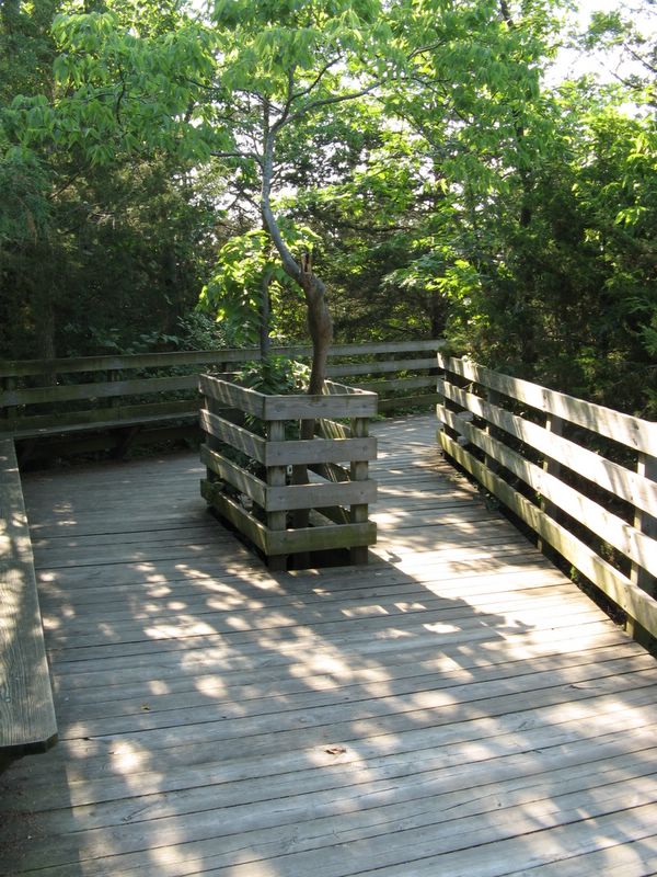 photo of wooden walkway