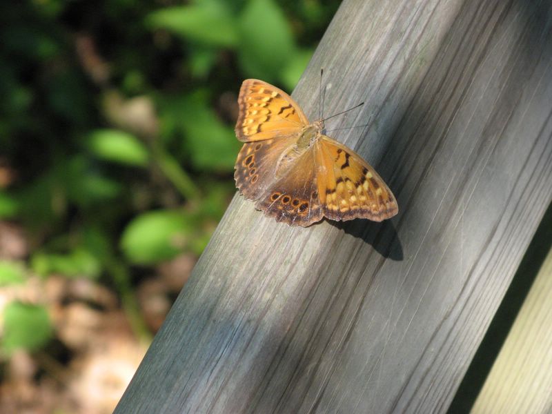 photo in Starved Rock State Park