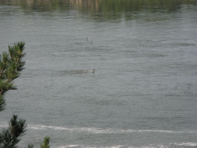 photo of 3 egrets in the river in Starved Rock State Park