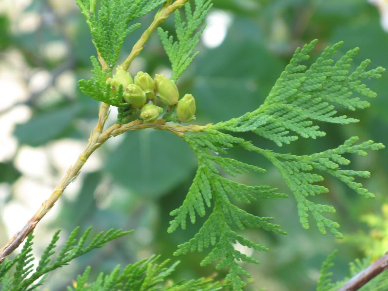 photo of juniper buds in Starved Rock State Park