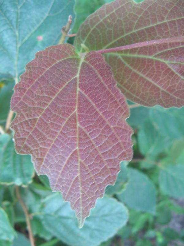 photo of leaf